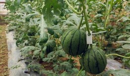 五一拍到网红吃瓜,揭秘热门事件幕后真相