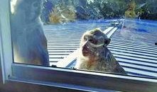 猴子夫妇爆料视频大全,揭秘幕后真相与趣味瞬间